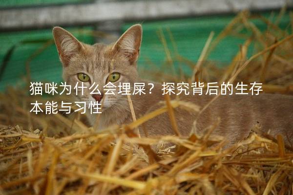 貓咪為什么會埋屎?探究背后的生存本能與習性 貓咪為什么會埋屎?探究背后的生存本能與習性