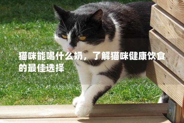 貓咪能喝什么奶，了解貓咪健康飲食的最佳選擇