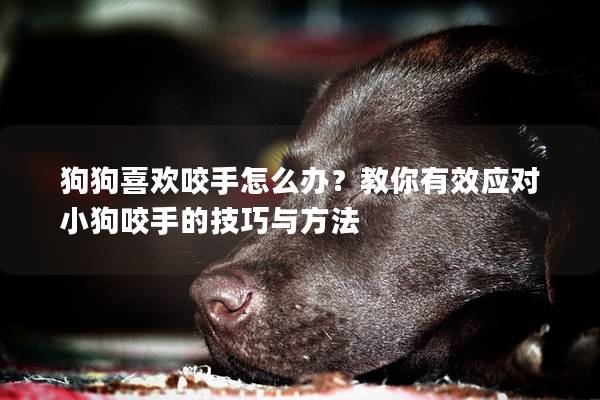 狗狗喜歡咬手怎么辦？教你有效應對小狗咬手的技巧與方法