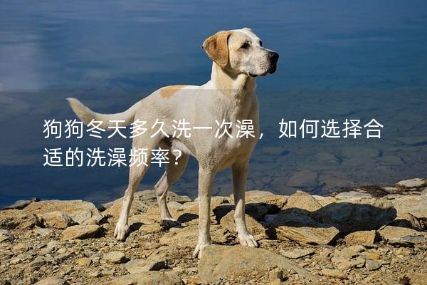 狗狗冬天多久洗一次澡,如何選擇合適的洗澡頻率? 狗狗冬天多久洗一次澡,如何選擇合適的洗澡頻率?