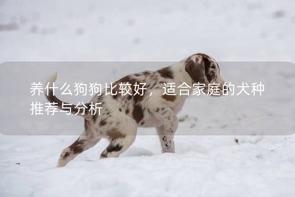 養什么狗狗比較好,適合家庭的犬種推薦與分析 養什么狗狗比較好,適合家庭的犬種推薦與分析