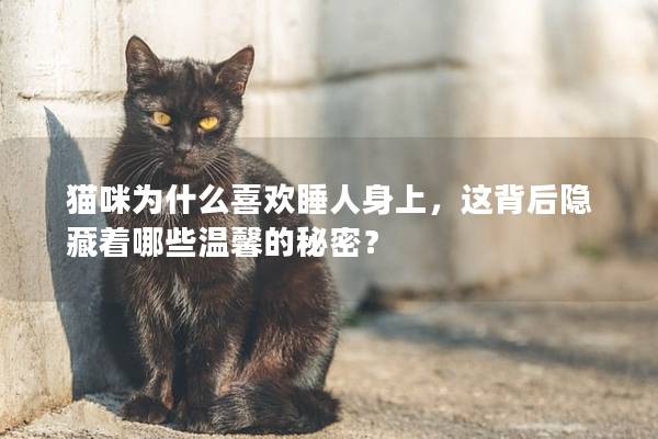 貓咪為什么喜歡睡人身上，這背后隱藏著哪些溫馨的秘密？
