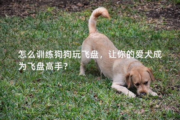 怎么訓練狗狗玩飛盤，讓你的愛犬成為飛盤高手？