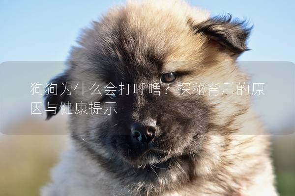 狗狗為什么會打呼嚕？探秘背后的原因與健康提示