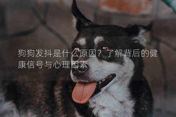 狗狗發(fā)抖是什么原因？了解背后的健康信號與心理因素