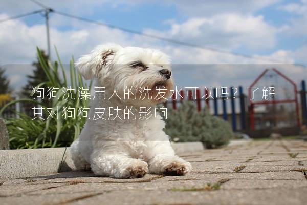 狗狗洗澡用人的洗發水可以嗎？了解其對狗狗皮膚的影響
