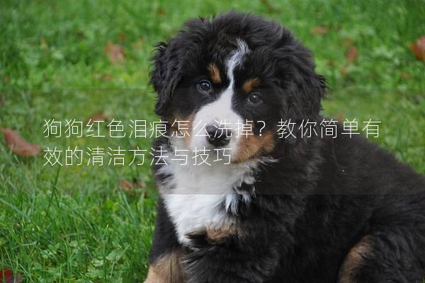 狗狗紅色淚痕怎么洗掉？教你簡(jiǎn)單有效的清潔方法與技巧