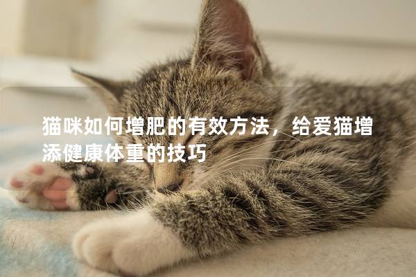 貓咪如何增肥的有效方法，給愛貓增添健康體重的技巧