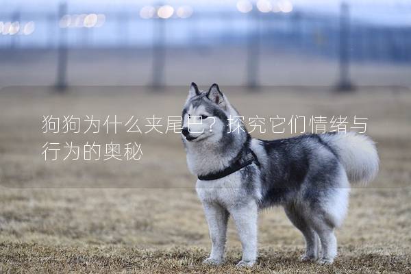 狗狗為什么夾尾巴？探究它們情緒與行為的奧秘