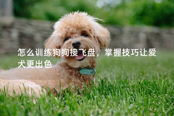 怎么訓練狗狗接飛盤，掌握技巧讓愛犬更出色