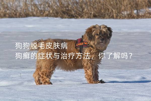 狗狗脫毛皮膚病 狗癬的癥狀與治療方法,你了解嗎? 狗狗脫毛皮膚病 狗癬的癥狀與治療方法,你了解嗎?
