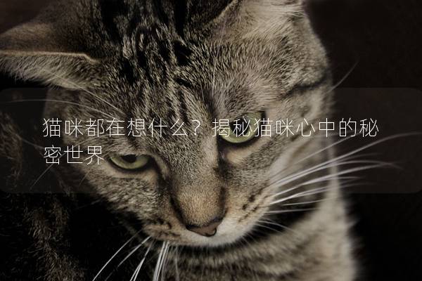 貓咪都在想什么?揭秘貓咪心中的秘密世界 貓咪都在想什么?揭秘貓咪心中的秘密世界