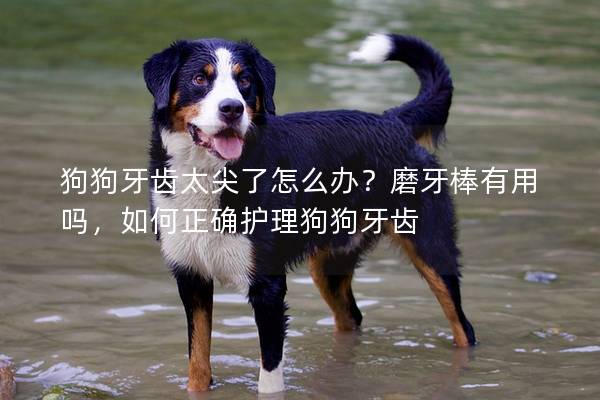 狗狗牙齒太尖了怎么辦？磨牙棒有用嗎，如何正確護(hù)理狗狗牙齒