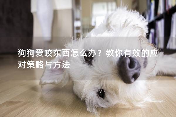 狗狗愛咬東西怎么辦？教你有效的應對策略與方法