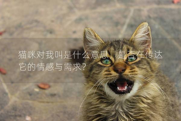 貓咪對我叫是什么意思，是否在傳達它的情感與需求？