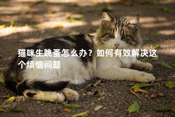 貓咪生跳蚤怎么辦？如何有效解決這個(gè)煩惱問題