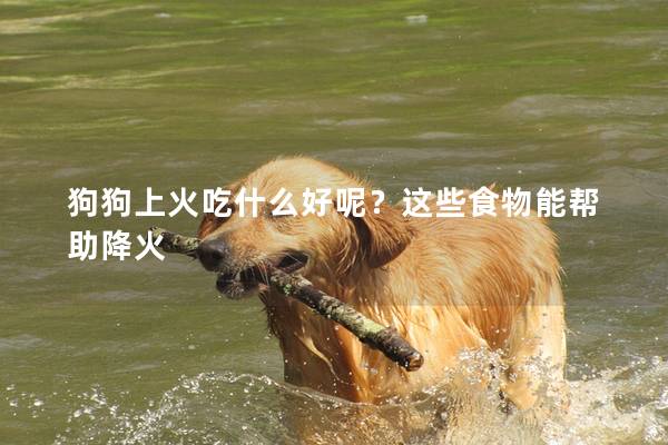 狗狗上火吃什么好呢？這些食物能幫助降火