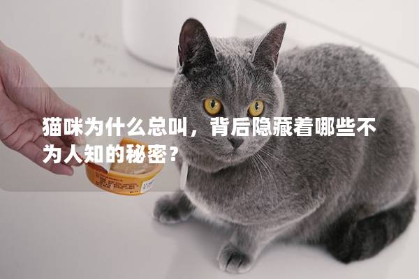 貓咪為什么總叫，背后隱藏著哪些不為人知的秘密？