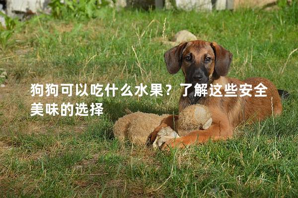 狗狗可以吃什么水果？了解這些安全美味的選擇