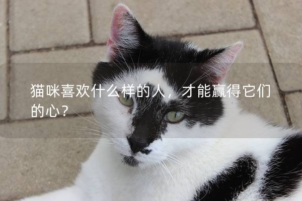 貓咪喜歡什么樣的人，才能贏得它們的心？