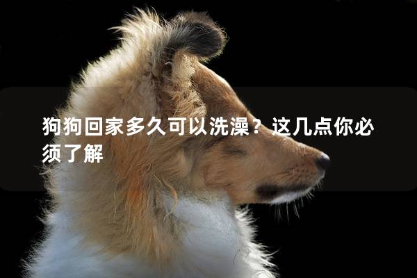 狗狗回家多久可以洗澡？這幾點你必須了解