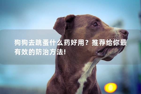 狗狗去跳蚤什么藥好用？推薦給你最有效的防治方法!