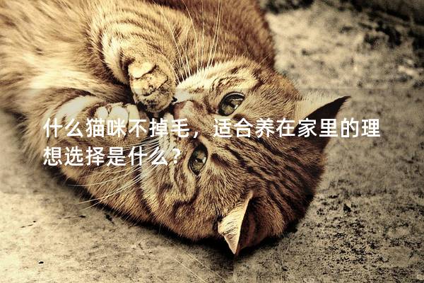 什么貓咪不掉毛，適合養在家里的理想選擇是什么？