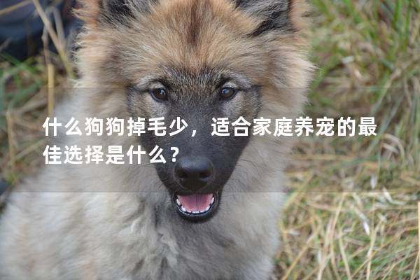 什么狗狗掉毛少,適合家庭養寵的最佳選擇是什么? 什么狗狗掉毛少,適合家庭養寵的最佳選擇是什么?