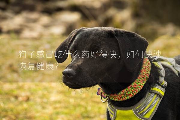 狗子感冒吃什么藥好得快，如何快速恢復健康？