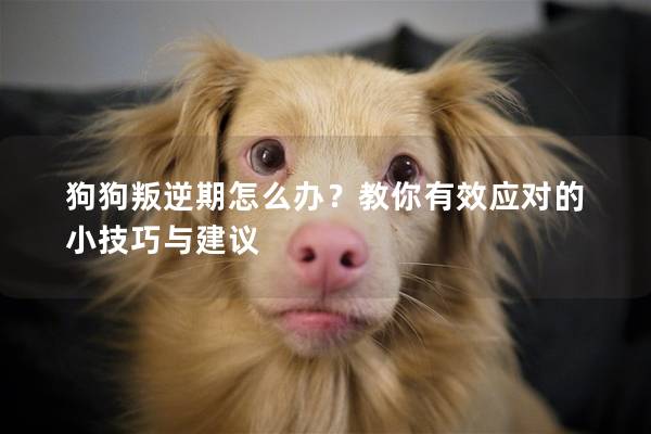 狗狗叛逆期怎么辦？教你有效應對的小技巧與建議