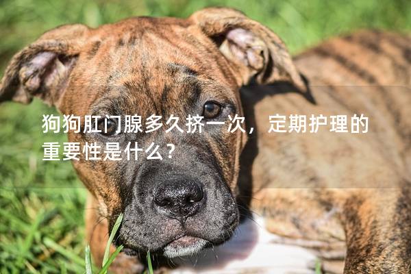 狗狗肛門腺多久擠一次，定期護(hù)理的重要性是什么？