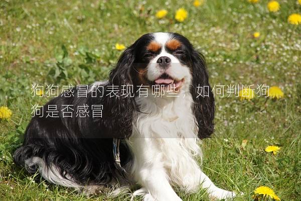 狗狗感冒的表現(xiàn)有哪些，如何判斷狗狗是否感冒