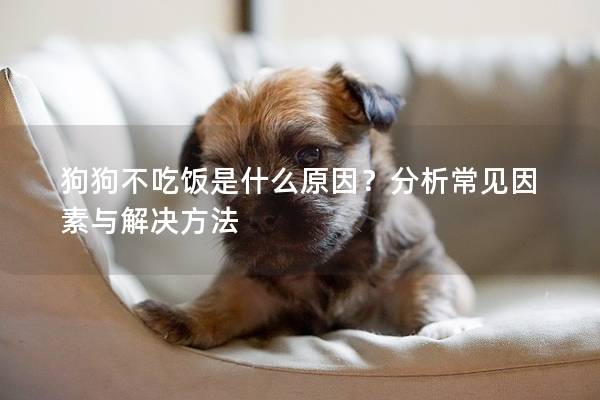 狗狗不吃飯是什么原因？分析常見因素與解決方法