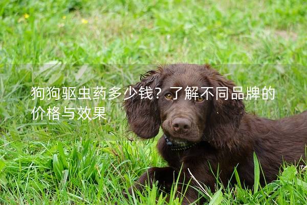 狗狗驅(qū)蟲藥多少錢？了解不同品牌的價(jià)格與效果