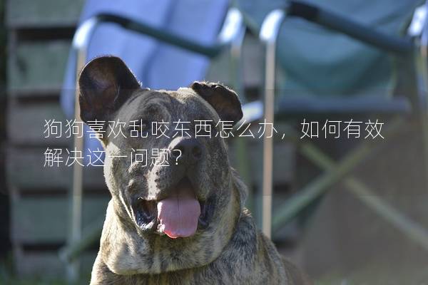 狗狗喜歡亂咬東西怎么辦，如何有效解決這一問題？