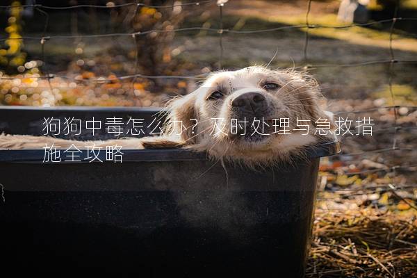 狗狗中毒怎么辦？及時(shí)處理與急救措施全攻略