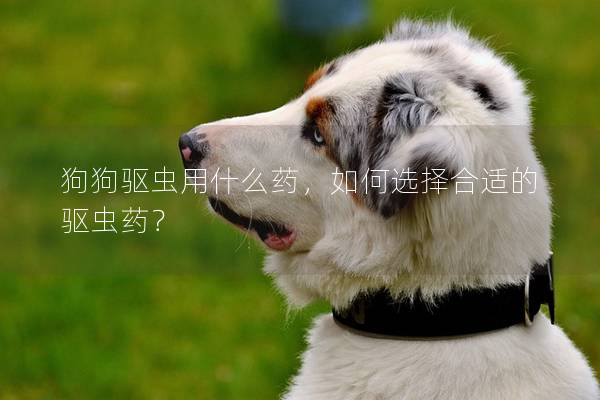狗狗驅蟲用什么藥，如何選擇合適的驅蟲藥？
