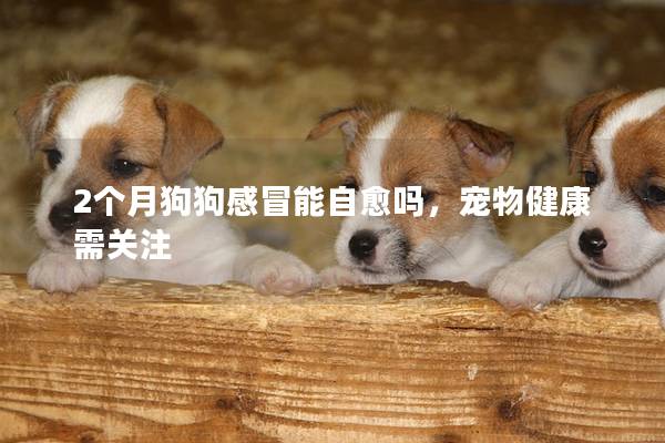 2個月狗狗感冒能自愈嗎，寵物健康需關注