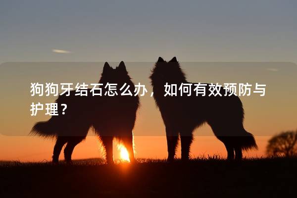狗狗牙結(jié)石怎么辦，如何有效預(yù)防與護理？