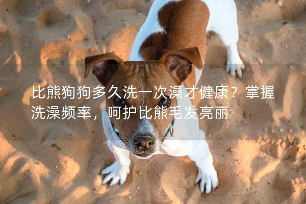 比熊狗狗多久洗一次澡才健康？掌握洗澡頻率，呵護比熊毛發亮麗