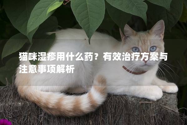 貓咪濕疹用什么藥？有效治療方案與注意事項解析
