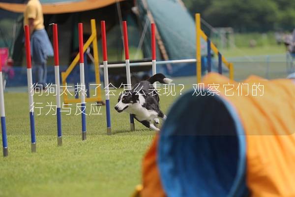 狗狗太熱了會怎么表現？觀察它們的行為與反應
