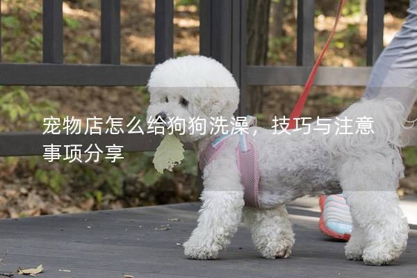 寵物店怎么給狗狗洗澡，技巧與注意事項分享