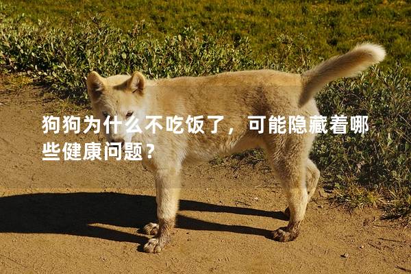 狗狗為什么不吃飯了，可能隱藏著哪些健康問題？