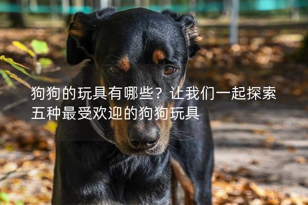 狗狗的玩具有哪些?讓我們一起探索五種最受歡迎的狗狗玩具 狗狗的玩具有哪些?讓我們一起探索五種最受歡迎的狗狗玩具