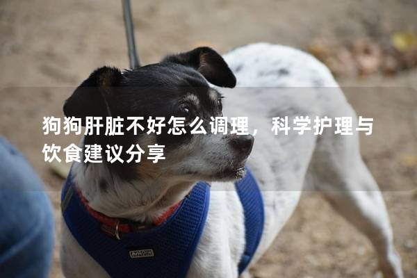 狗狗肝臟不好怎么調理，科學護理與飲食建議分享