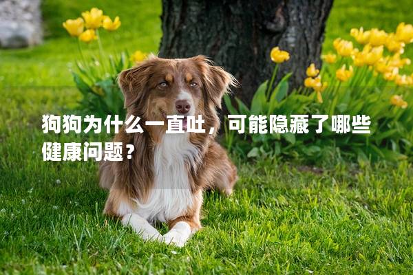 狗狗為什么一直吐,可能隱藏了哪些健康問題? 狗狗為什么一直吐,可能隱藏了哪些健康問題?