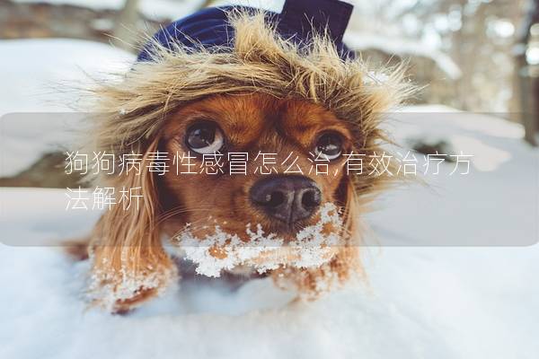狗狗病毒性感冒怎么治,有效治療方法解析