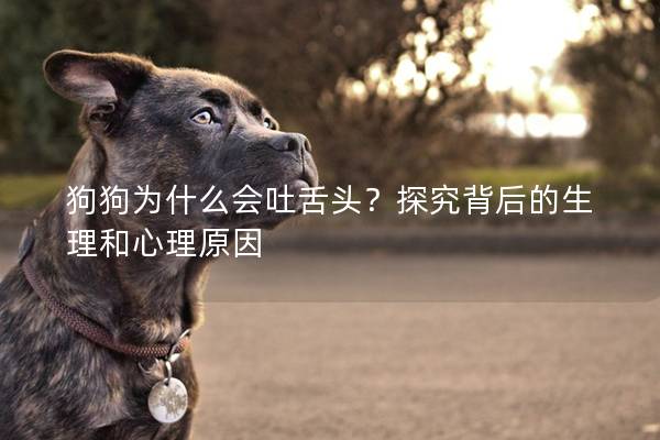 狗狗為什么會吐舌頭？探究背后的生理和心理原因