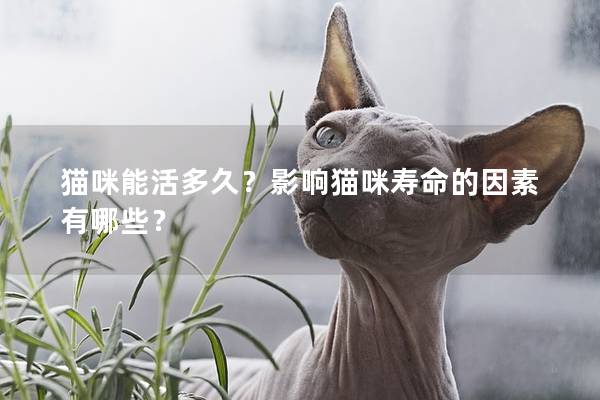 貓咪能活多久？影響貓咪壽命的因素有哪些？